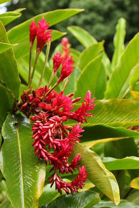 Fleurs 037.jpg